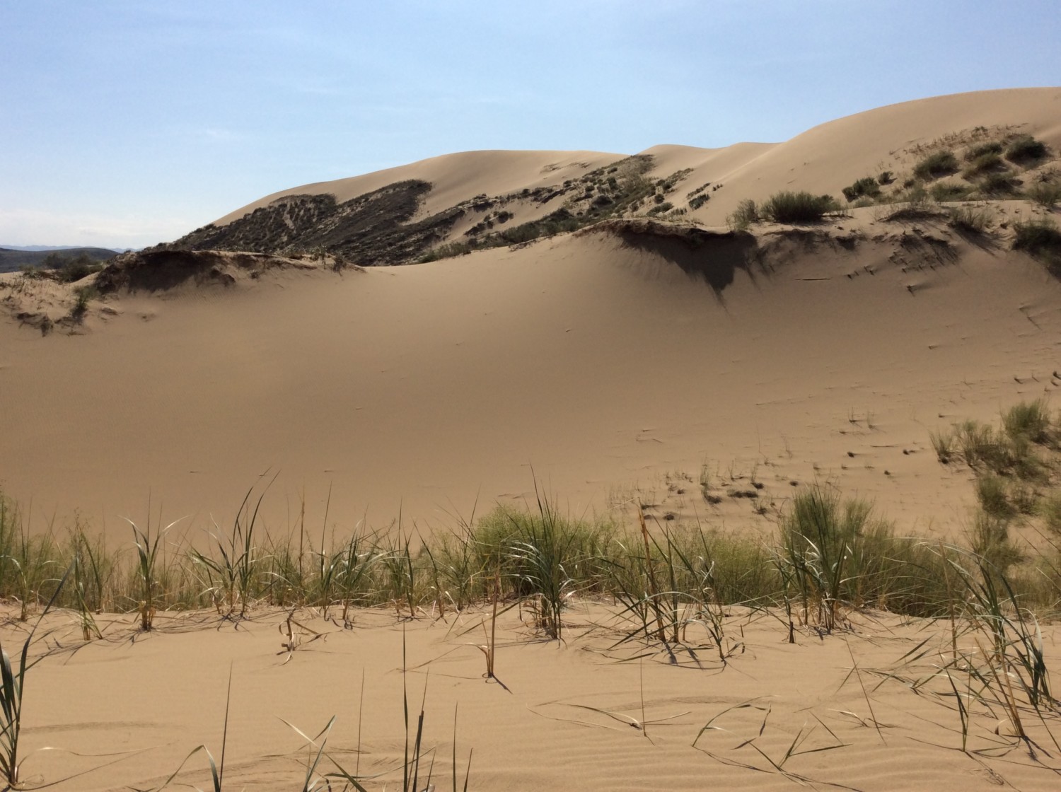Барханы ханы. Бархан Сарыкум. Песчаный Бархан Сарыкум. Белое солнце пустыни Бархан Сарыкум. Бархан Сарыкум в Дагестане.
